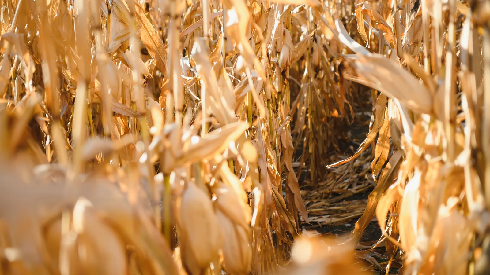 A Corn Maze Lands on North Long Beach Road for Rockville Centre's Little Town Fall Festival