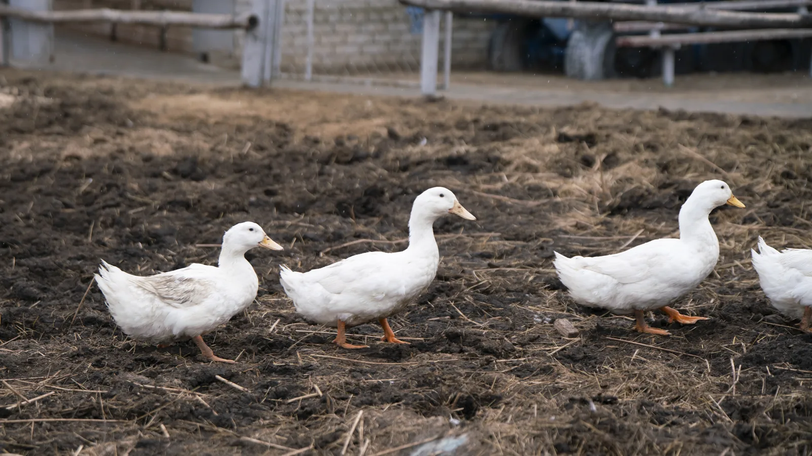 Crescent Duck Farm Is Back in Full Production, and the First Ducks Are on Sale in Calverton