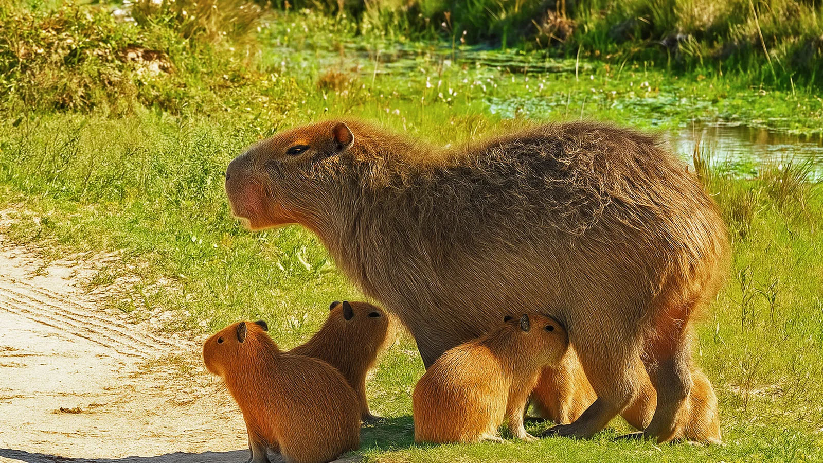 Four Capybara Pups Were Born at the Long Island Game Farm, and You Can Help Name Them