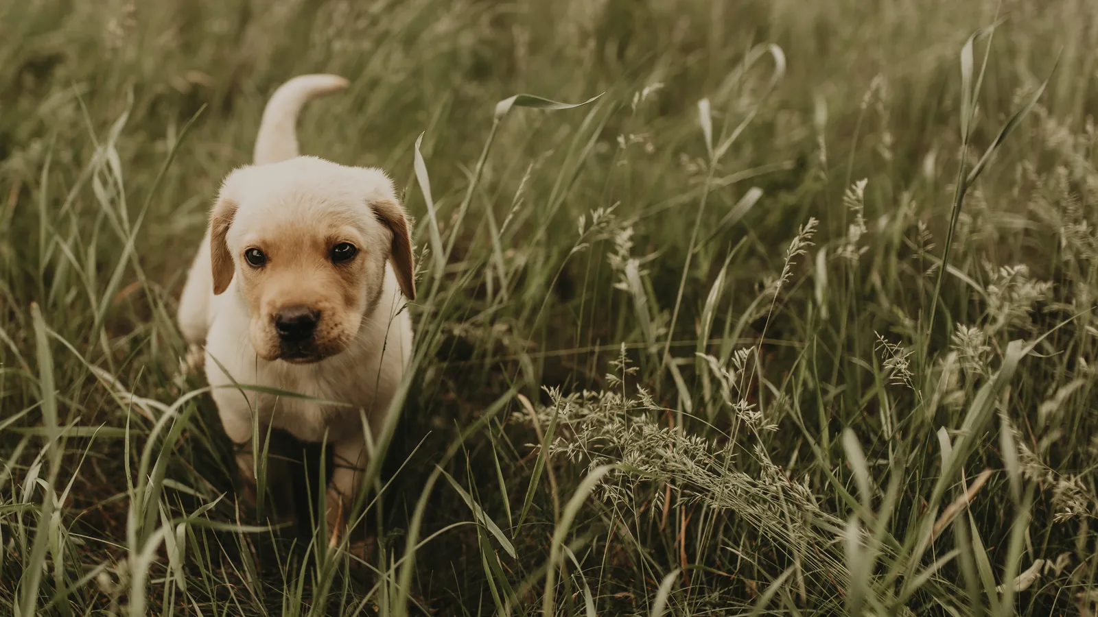The Smithtown Campus That Trained Sully Is Building a 30,000-Square-Foot Puppy Center