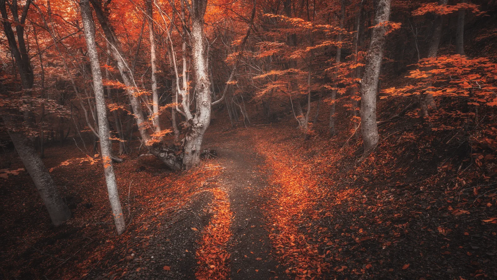 The Garden City Bird Sanctuary Reopens After Dark for Two Nights of Haunted Hikes