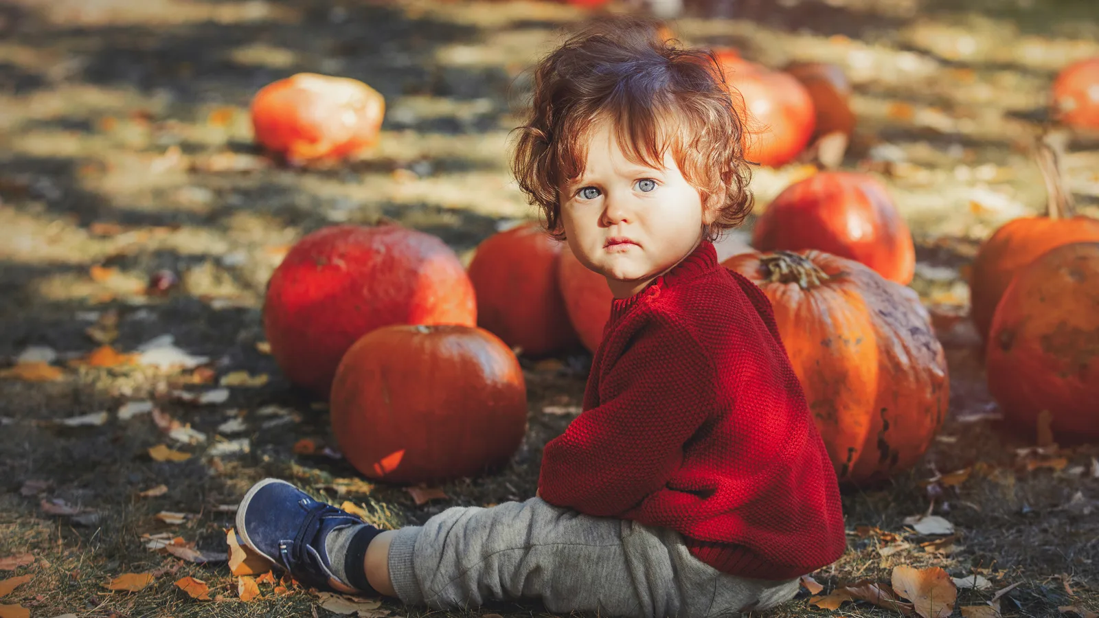 A Free Pumpkin Patch, Hayrides and Food Trucks Fill Marjorie Post Park on October 24