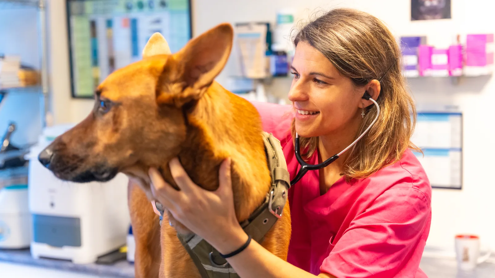 Port Washington's House-Call Vet Is Building Her Own Animal Hospital