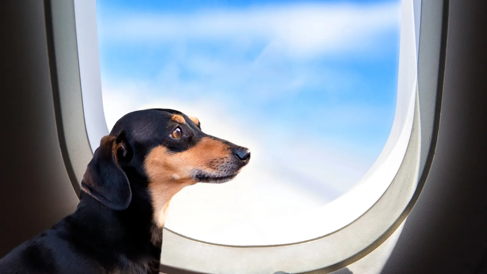 The Airline Where Dogs Get Their Own Seat Just Made MacArthur Its New York Home