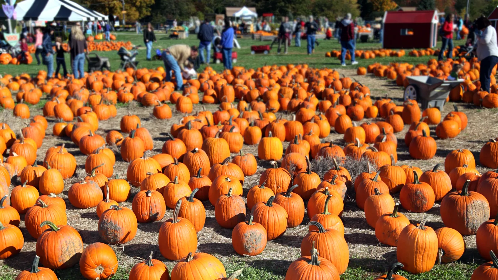 A Wrestling Villain Stole the Key to the Village at Mineola's Fall Festival