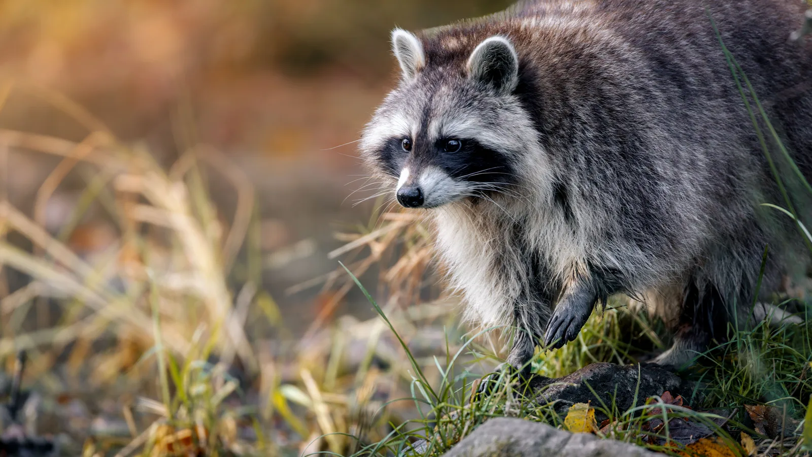 A Raccoon in Islip Tested Positive for Rabies, Suffolk's 37th Case Since the Disease Came Back