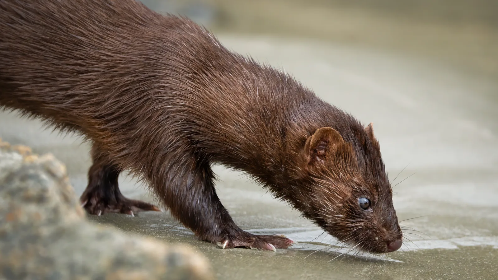 A Midnight Mink in Fort Salonga Is the Sighting Long Island Naturalists Have Chased for Decades