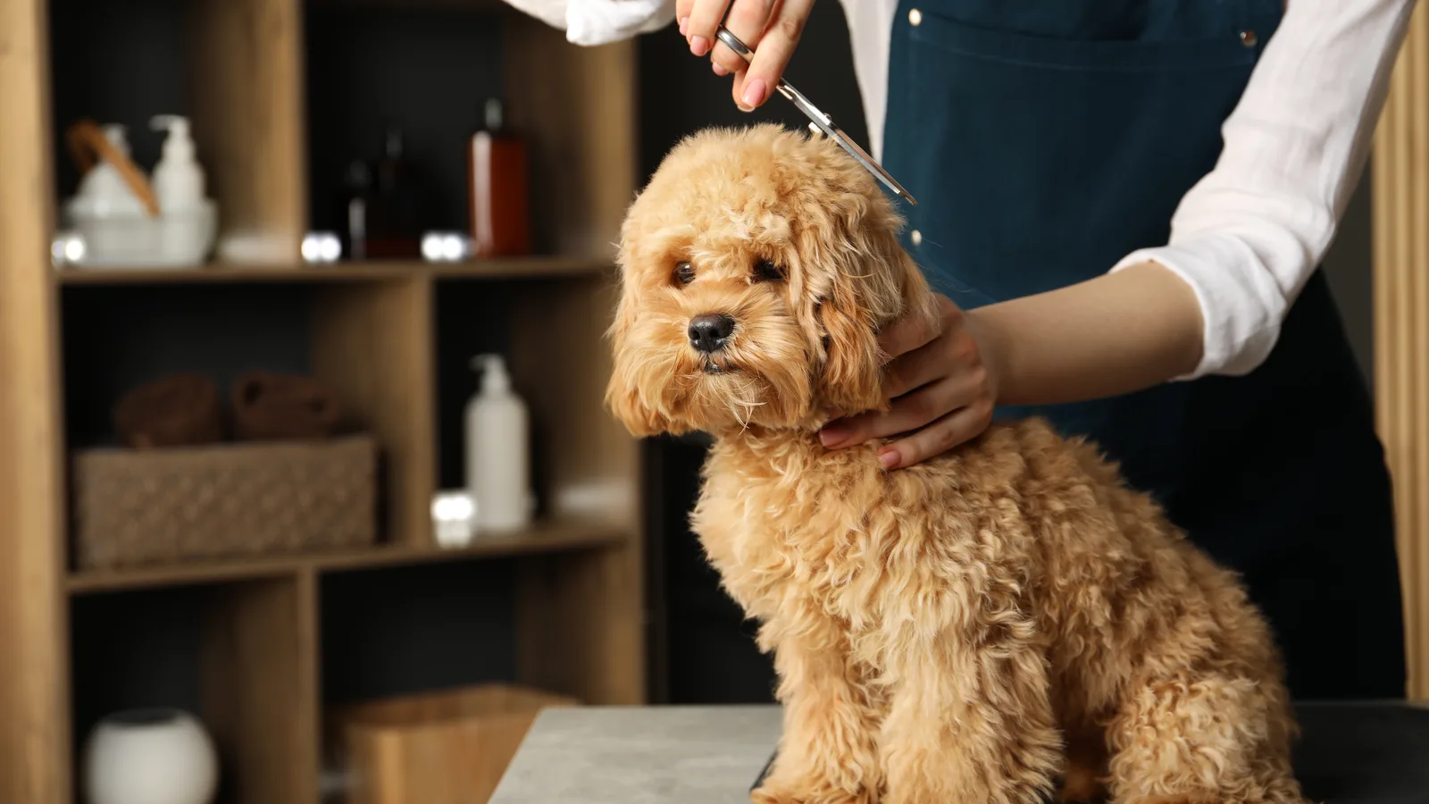 Woof Gang Bakery and Grooming Is Open on Forest Avenue in Glen Cove