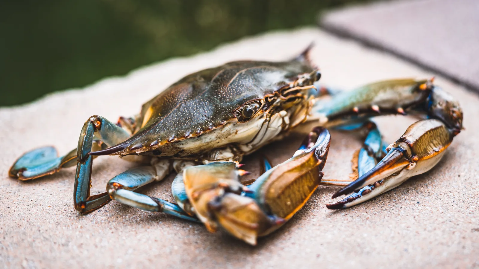 September Is Blue Claw Month on Long Island, and the Best Piers Just Emptied Out