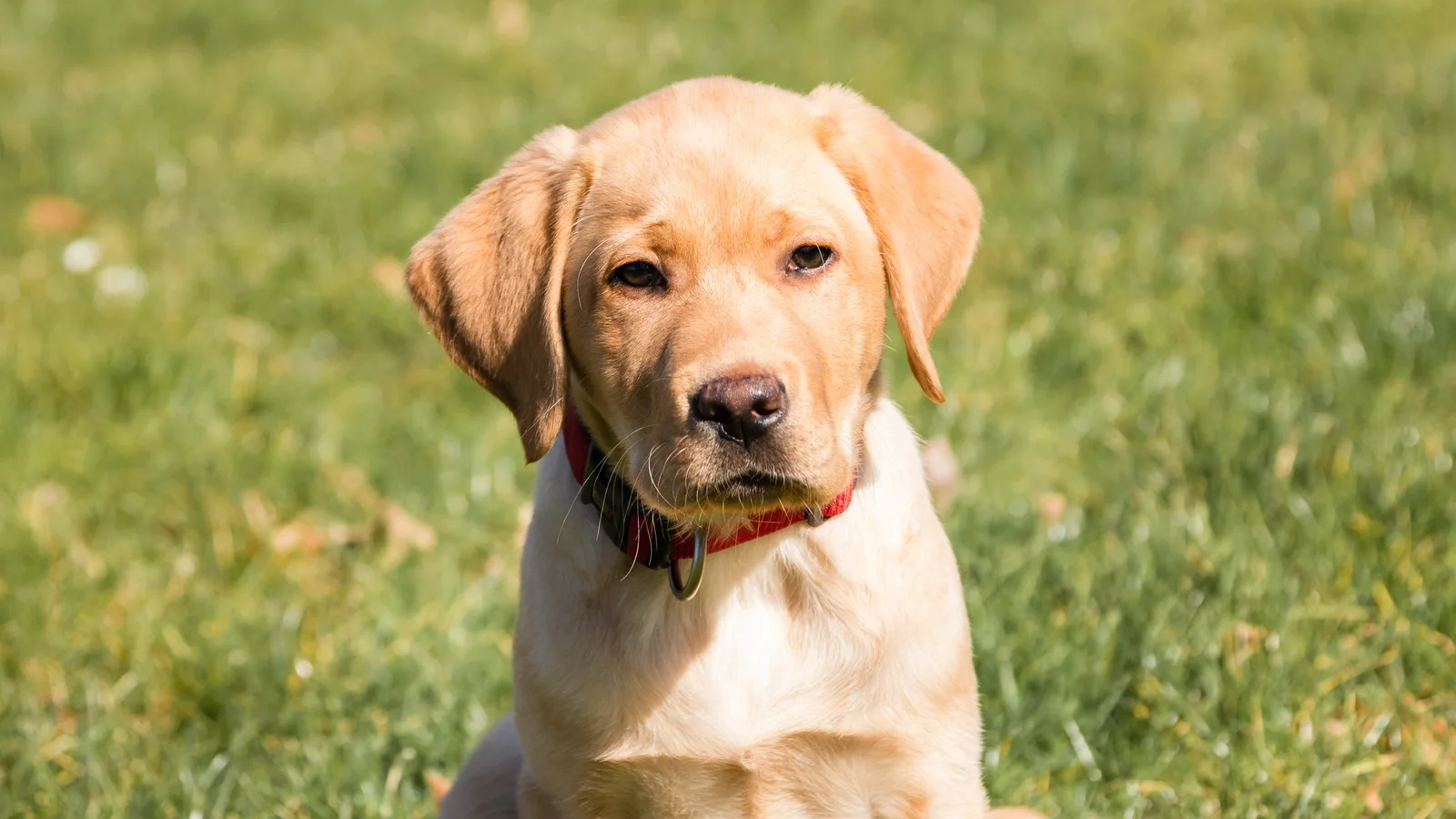 Meet Dutch, the Future Service Dog Growing Up on Hofstra’s Campus