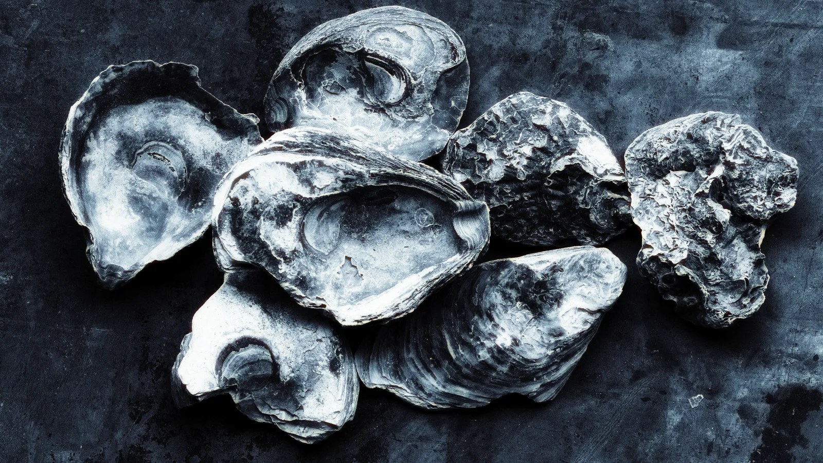 The 3,300 Pounds of Shells From Oyster Fest Are Going Back Into the Harbor