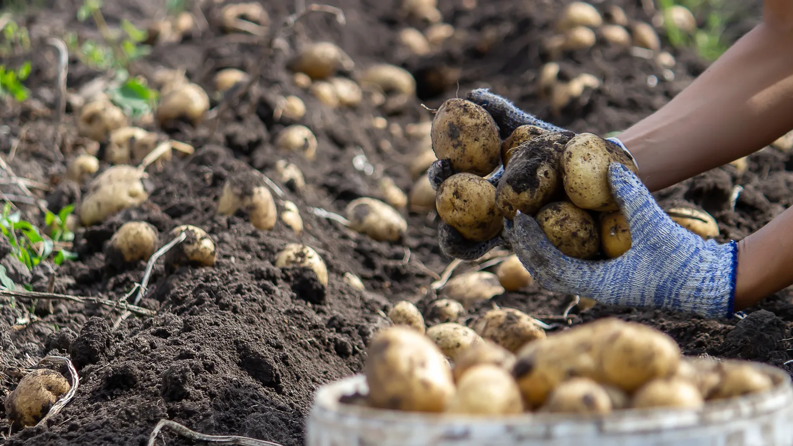 A Potato Festival Is Coming to the Campus That Taught Long Island to Farm